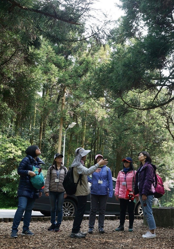 走進竹子湖中央林地， 筆直高挺的柳杉林讓人宛如漫步黑森林  (陽明山國家公園管理處提供)