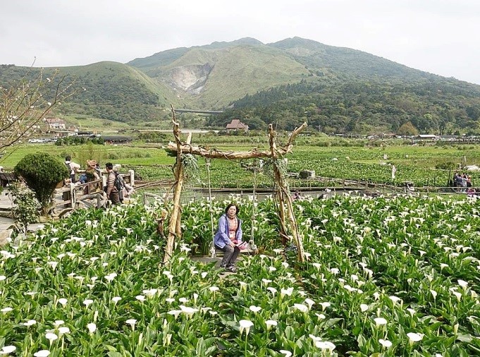 第1梯次天氣晴朗， 可享受在海芋田中央的鞦韆時光 (陽明山國家公園管理處提供)