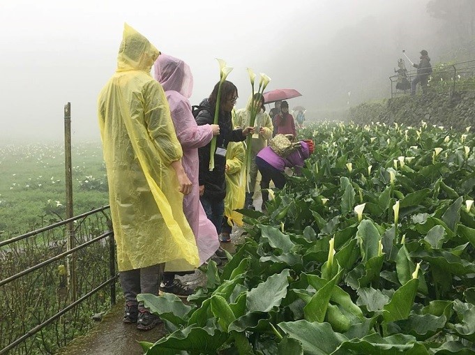 第2、3梯次的天氣濕冷， 民眾在霧雨中摘採海芋， 體驗形容陽明山景物俗諺中的 「草山風、竹子湖雨」 (陽明山國家公園管理處提供)