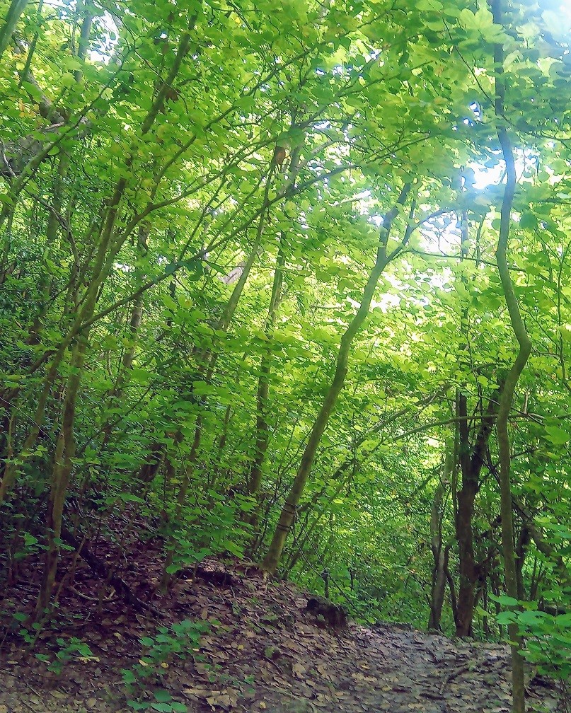 前往好漢亭途中的洋紫荊混生雜林 (國家自然公園管理處提供)