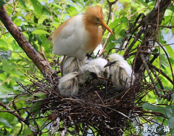 黃頭鷺育雛 (取自臺灣國家公園生物多樣性資料庫與知識平臺， 李麗霞攝)