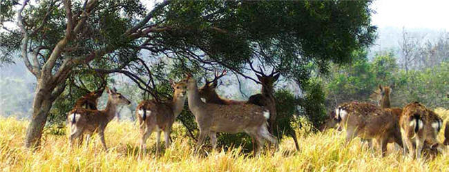 Wang thinks that the restoration of the Formosan Sika Deer (Cervus nippon taiouanus) is an epitome of Taiwan's ecological conservation