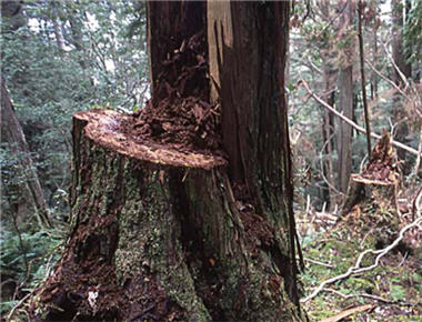 The trees inside the area reserved for the pending Ma-Kau National Park had once suffered illegal logging.