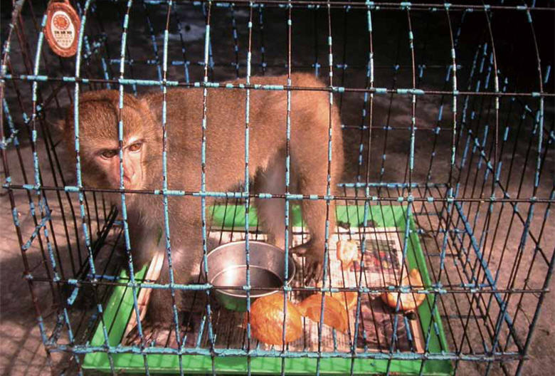 The monkey in the cage seemed to convey some gloomy messages.