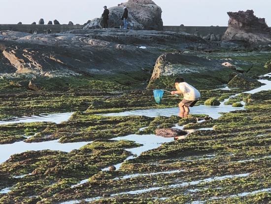 北海岸海蝕平台佈滿石蓴，它曾經是季節性的副業與生計，今日
作為遊客認識海洋動植物的遊憩環境／蘇淑娟 提供