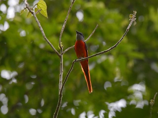 灰喉山椒（雄鳥）