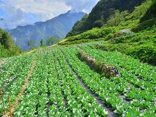 Xibao as the first transformedsettlement to practice organic farming in Taiwan’s national park.