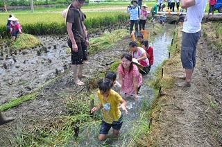 Experiencing rice harvest in Longshui community.