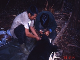  Lin Yuan-Yuan, a guide of conservation research who dedicated his life to black bear research.