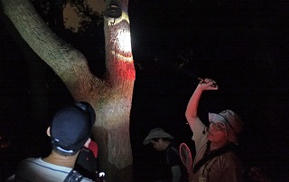 Looking for tree holes created by Pygmy Woodpeckers.