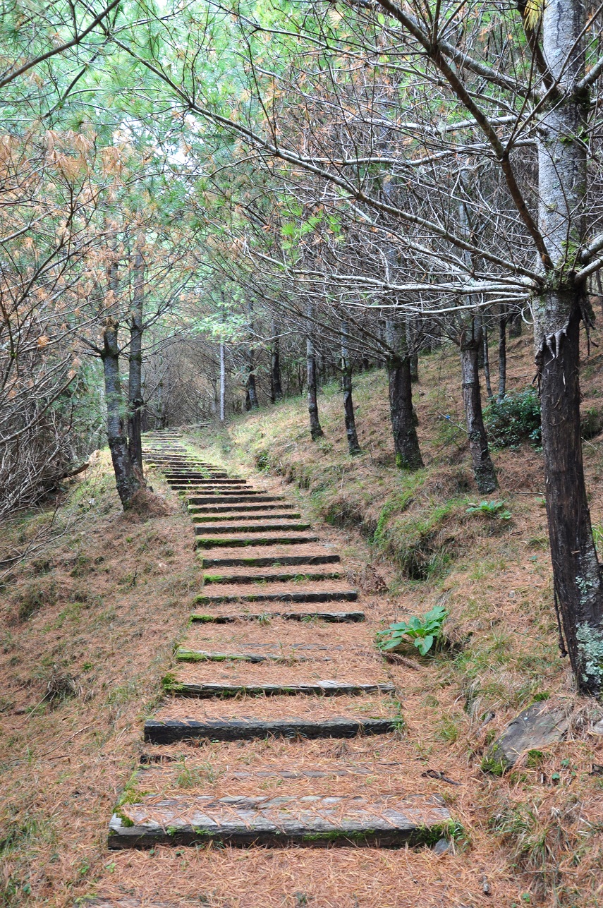 Walk Through the Rarely-visited Zhongzhiguan Trail to Experience the Virgin Forest,three pictures.