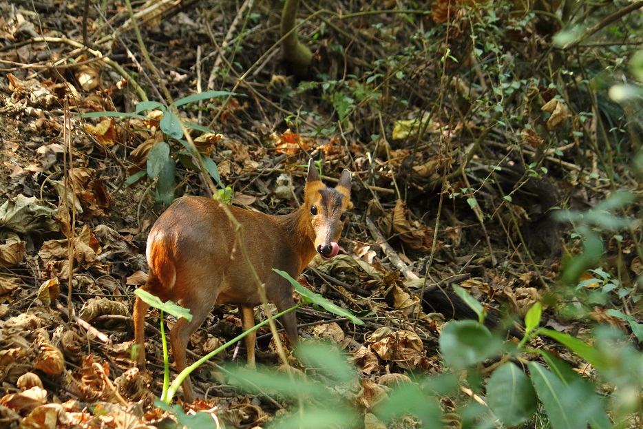 More than 500 stray dogs in the Shoushan National Nature Park. When gathered together, stray dogs are inclined to chase and attack wild animals, such as Reeves's muntjacs and Taiwan macaques.
