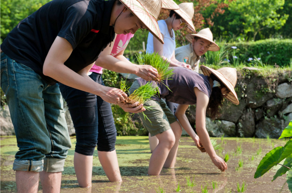 每年4月最受歡迎的年度主題活動「稻米手工插秧體驗」(陽明山國家公園管理處提供)
