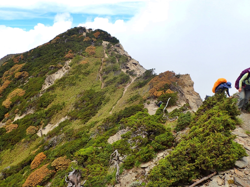 南湖杜鵑和玉山箭竹布滿、點綴著五岩峰