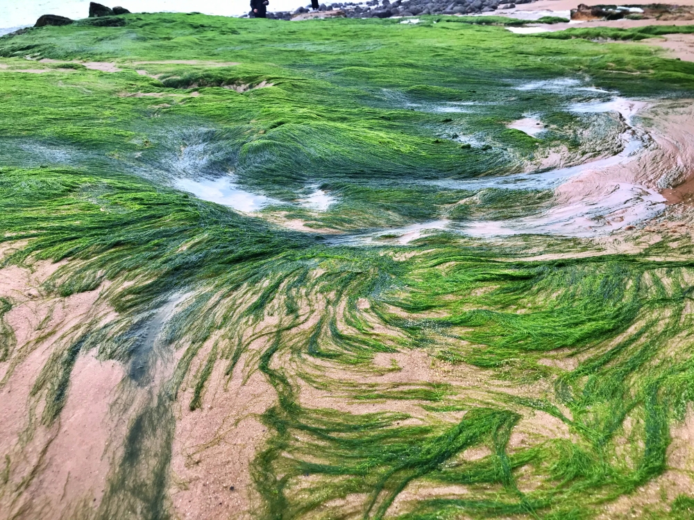 潮間帶植物(金門國家公園管理處提供)