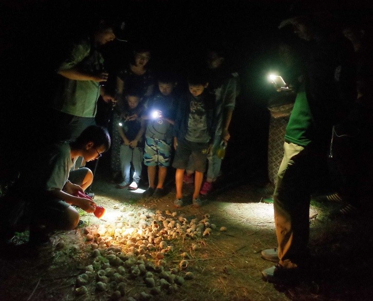 港口夜間賞蟹趣(墾丁國家公園管理處提供)
