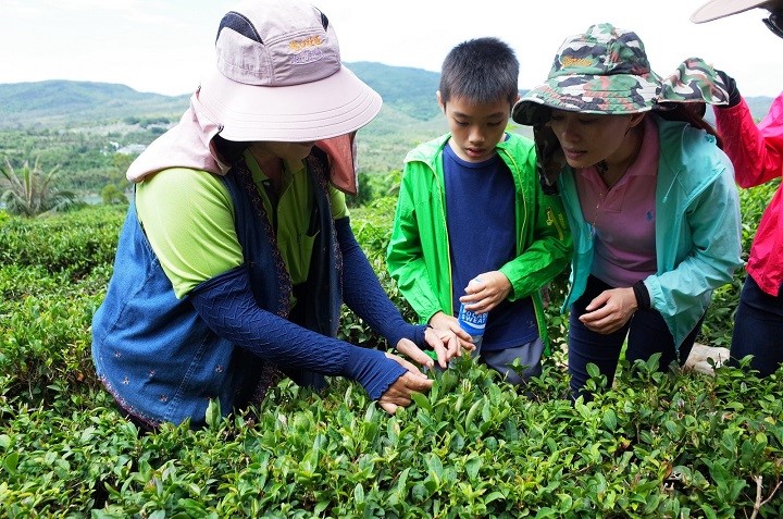 港口採茶品茶遊(墾丁國家公園管理處提供)
