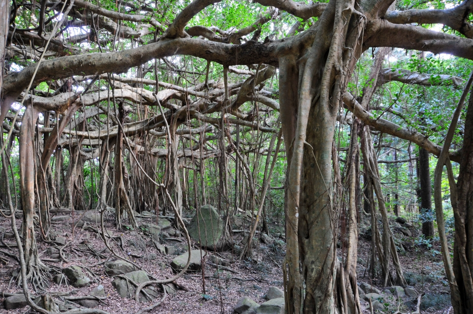 港口白榕園
(墾丁國家公園管理處提供)