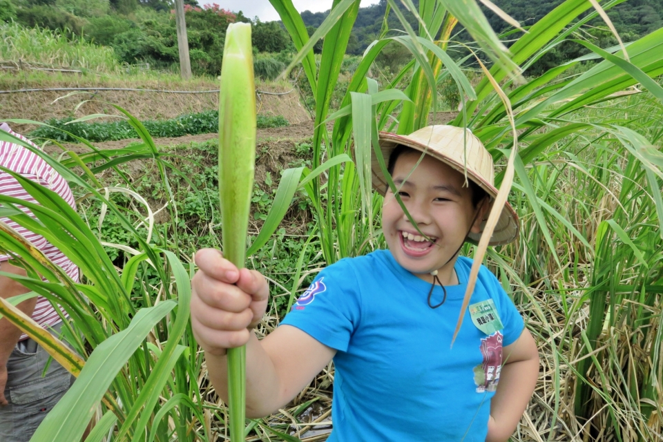 10月舉辦的筊白筍季(湖山里里長辦公處提供)
