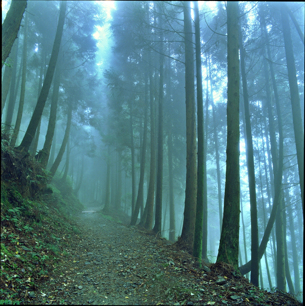 檜山巨木群步道