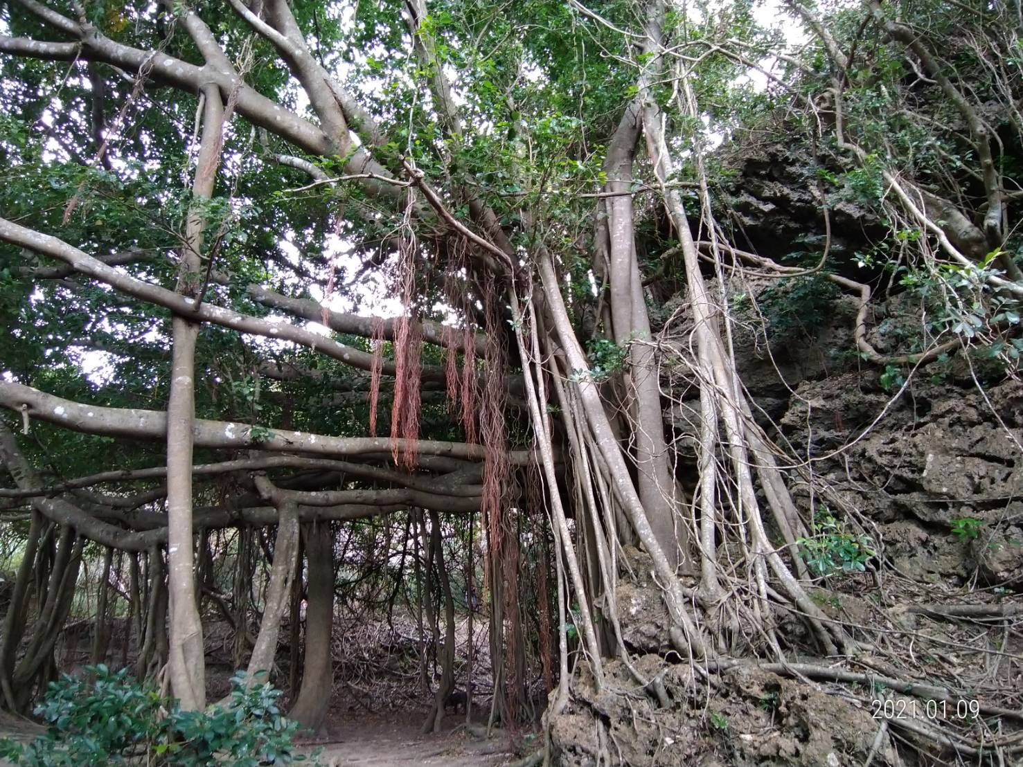 4月活動將至社頂自然公園裡的秘境一探究竟(墾丁國家公園管理處提供)