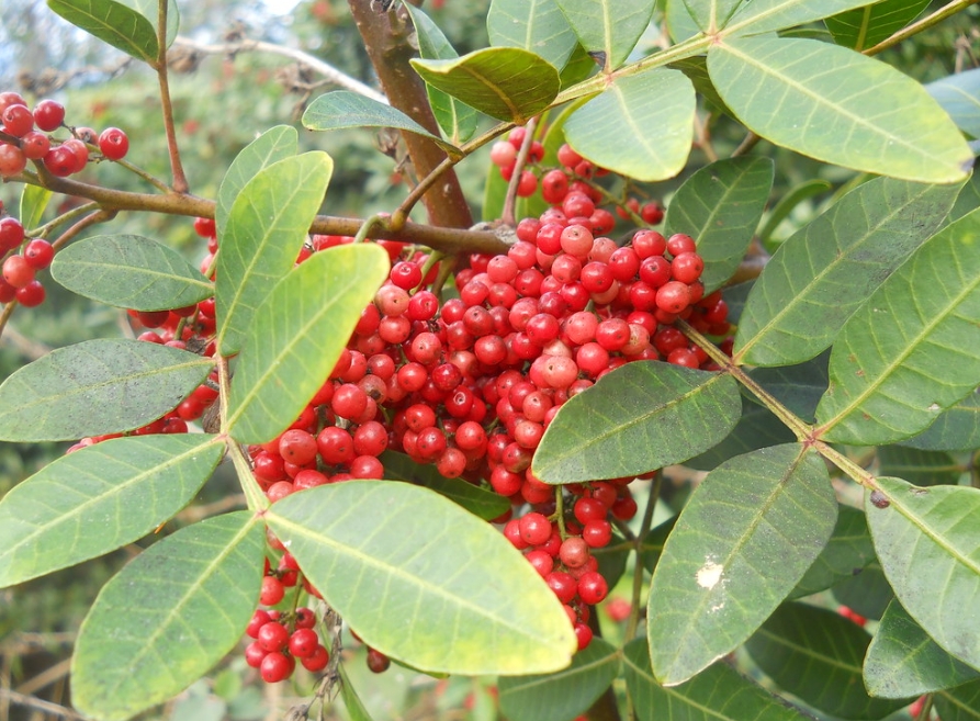 外來植物巴西胡椒樹（Brazilian peppertree）入侵植物使棲地產生遮蔭，讓其他植物物種無法生存，也連帶影響原生動物以及改變自然防火機制（圖片來源：Flickr /  Javier Alejandro）
