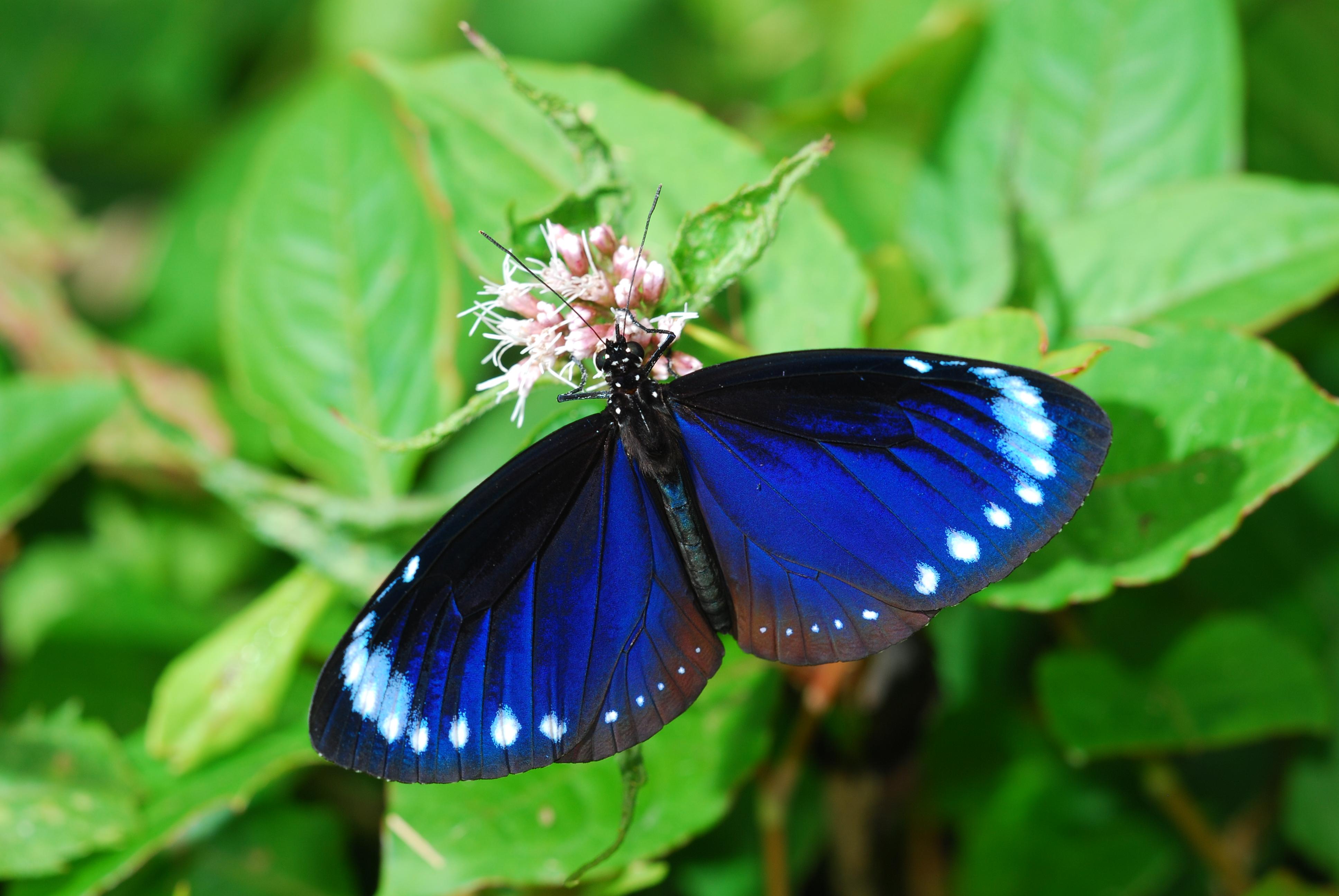  Euploea tulliolus koxinga.
