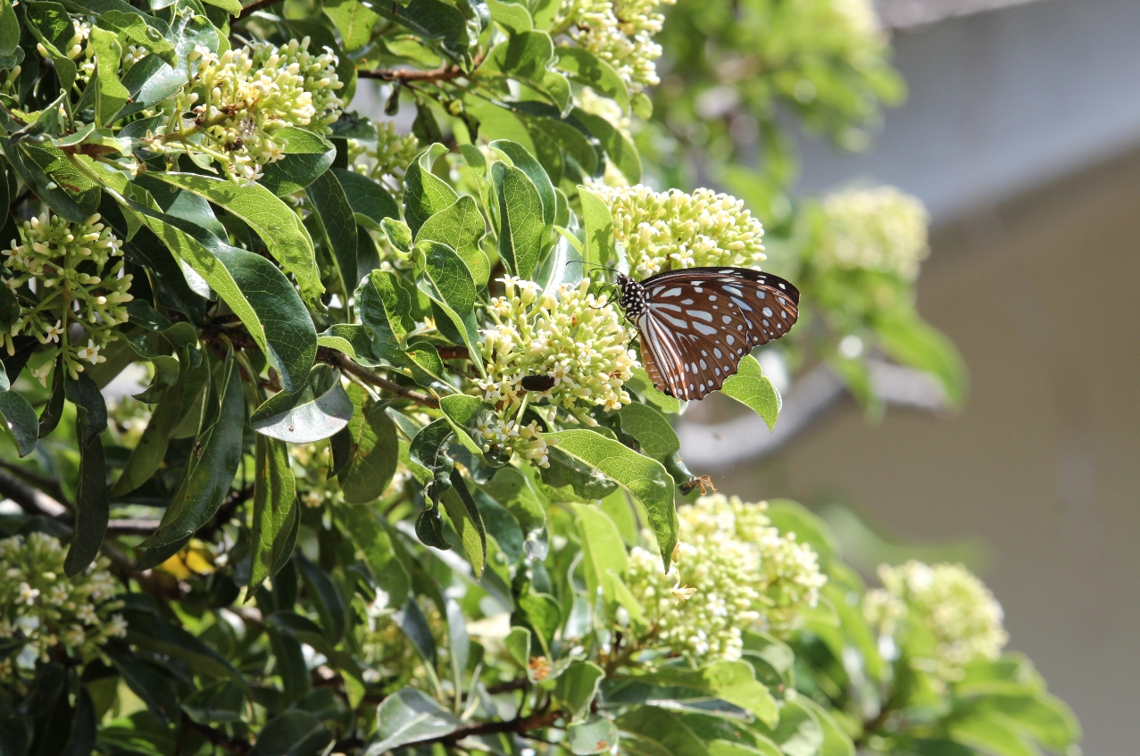 Nectariferous plants－Fragrant Pittosporum
