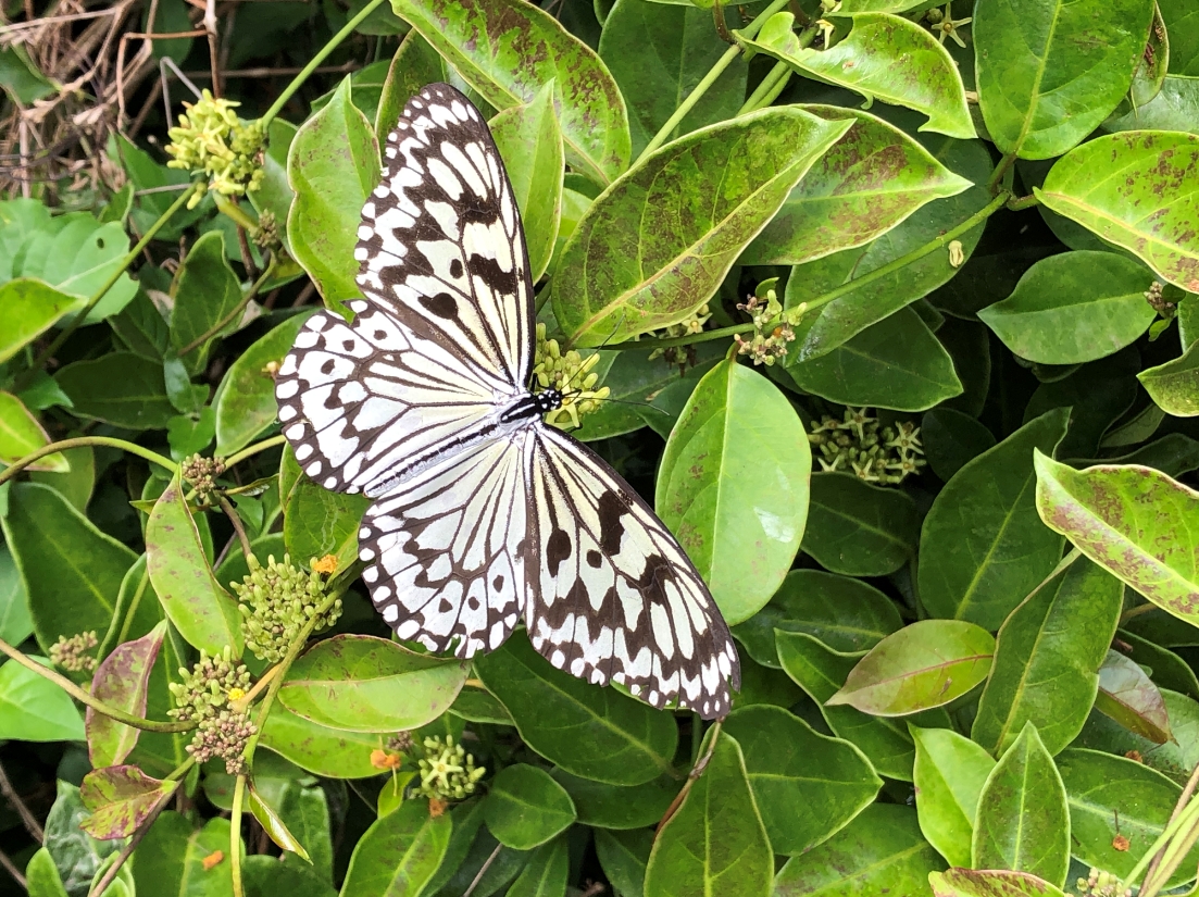  Idea leuconoe clara
