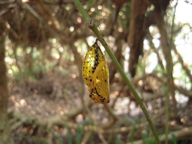 Golden pupa of the Idea Leuconoe.