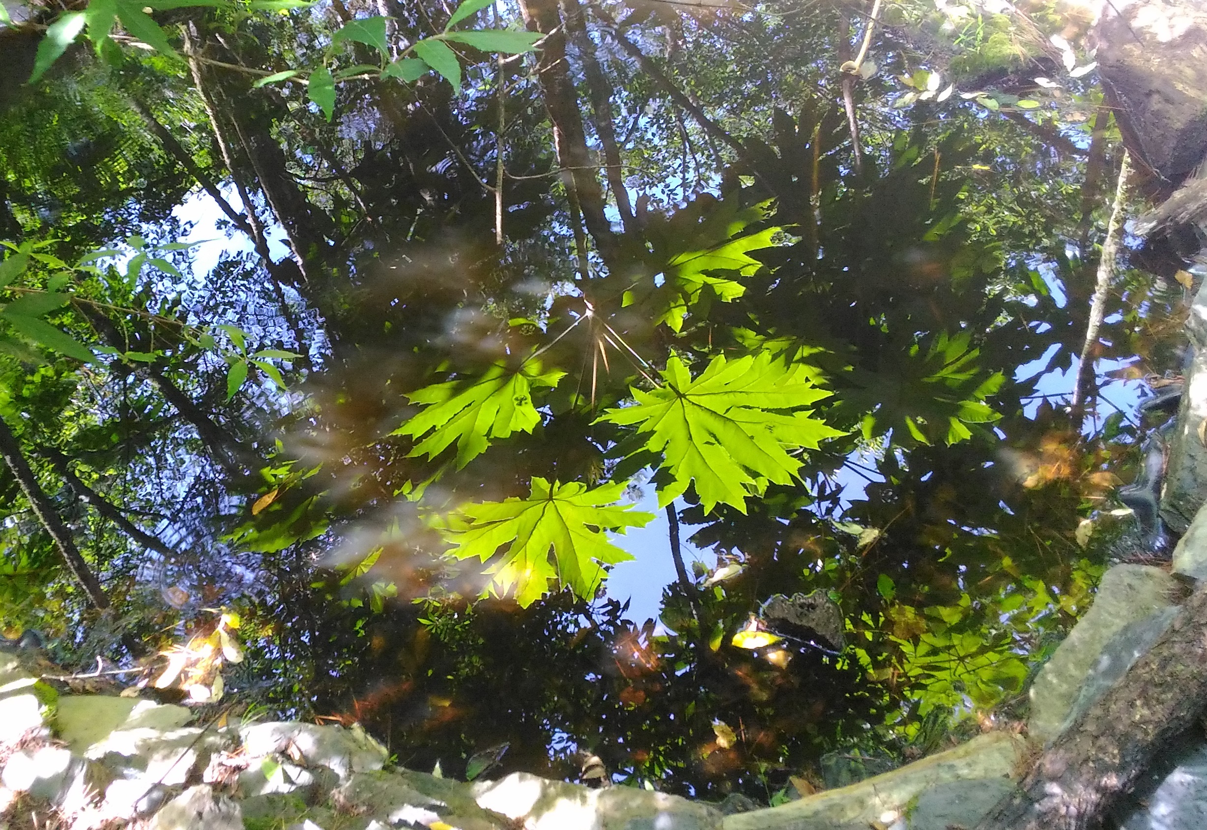 觀霧，晴—夢境般的蓪草的倒影(孟琬瑜 攝)