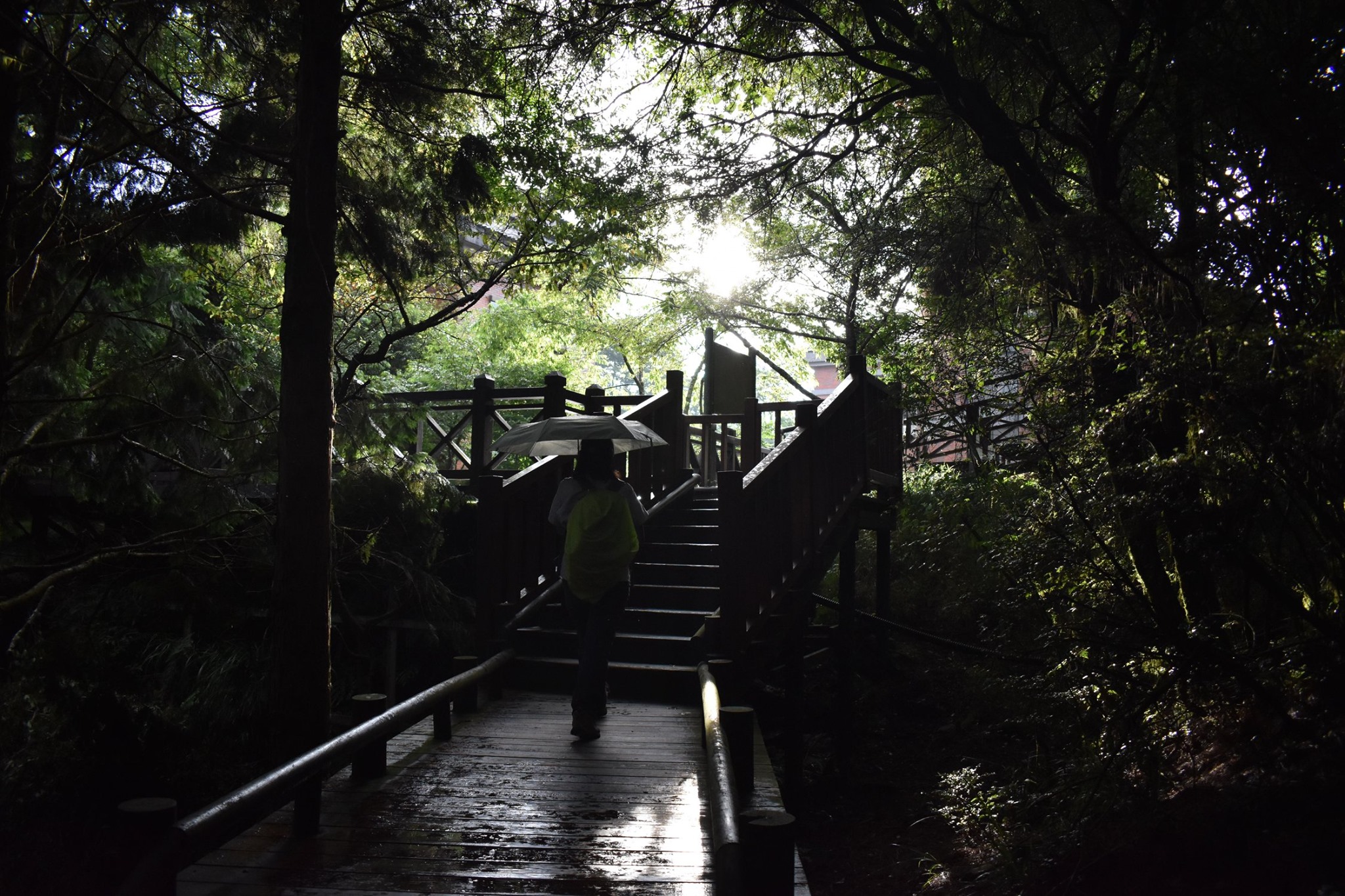 觀霧，雨景中的背影(新竹高中 陳彥臻 攝)