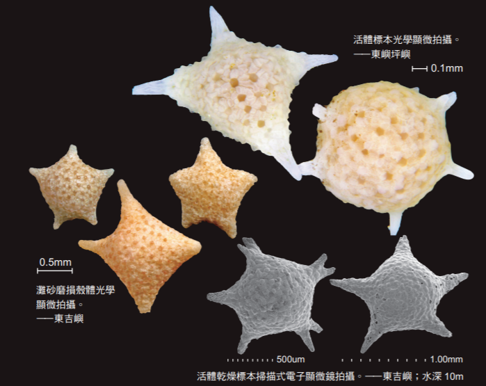 有孔蟲活體標本光學顯微拍攝照片(海洋國家公園管理處提供)
