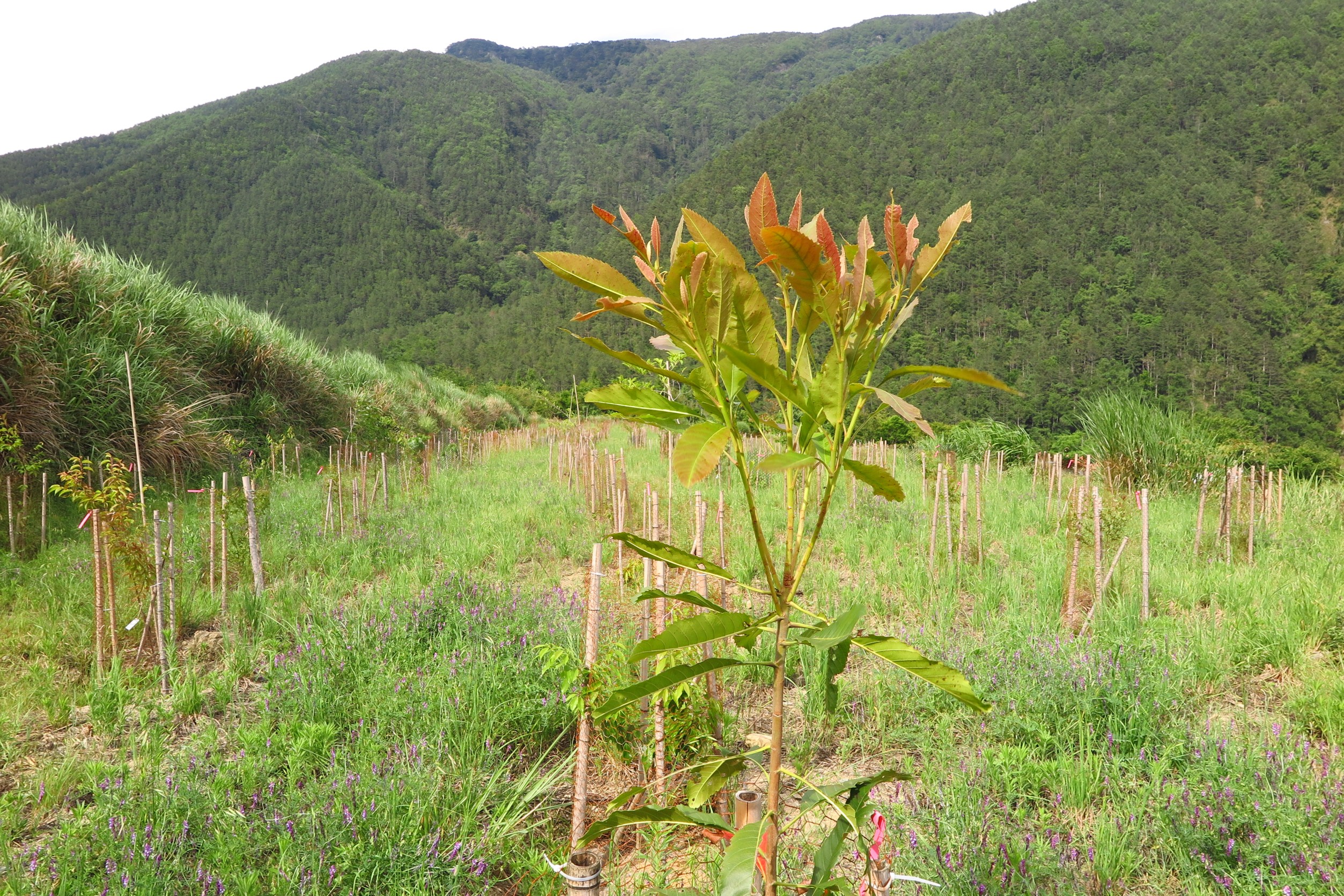 用單株圍網圍起來的山枇杷(雪霸國家公園管理處提供)
