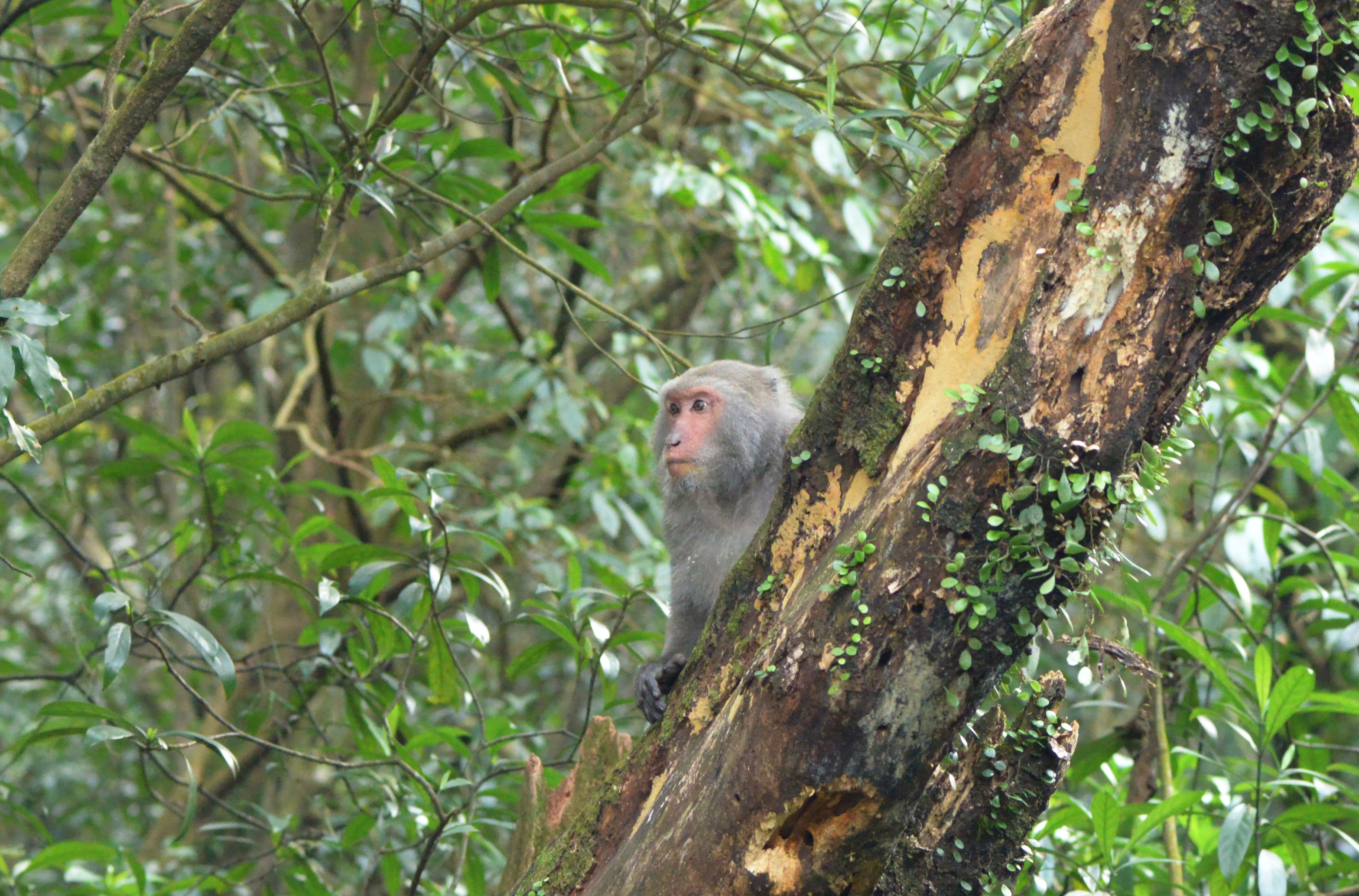 臺灣獼猴於陽明山國家公園園區內樹上歇息(陽明山國家公園管理處提供)
