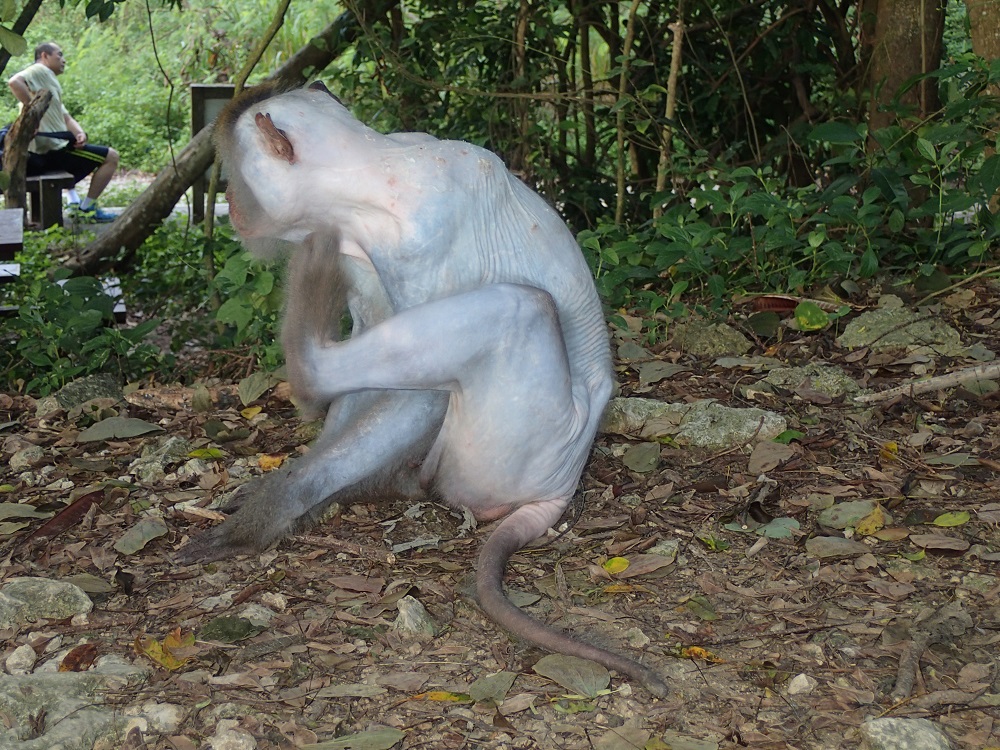 由於棲地生活環境太緊迫的關係，導致壽山獼猴全身性脫毛(國立屏東科技大學野生動物保育研究所 陳貞志老師提供)
