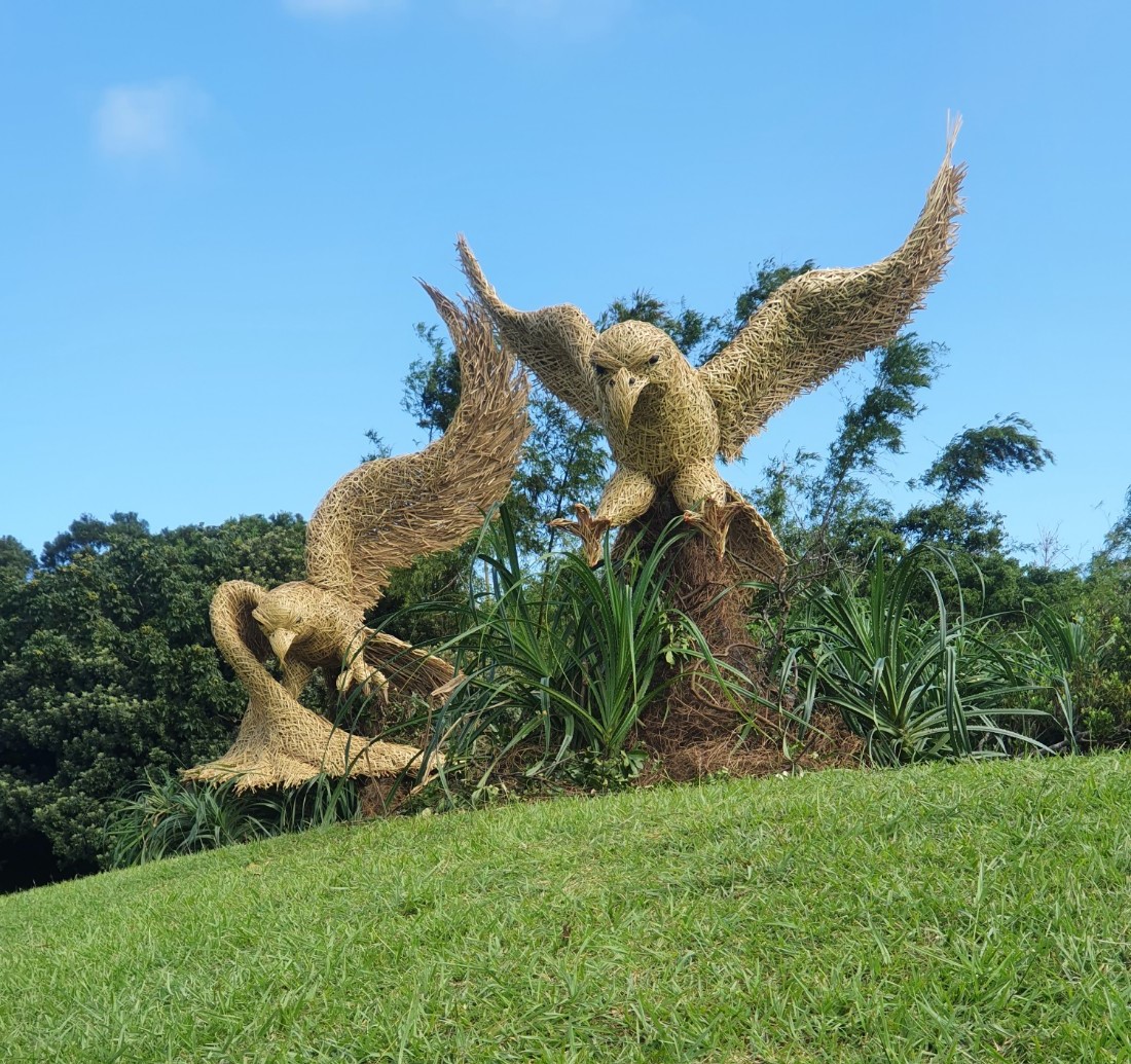 「草莽鷹雄」-灰面鵟鷹(墾丁國家公園管理處提供)
