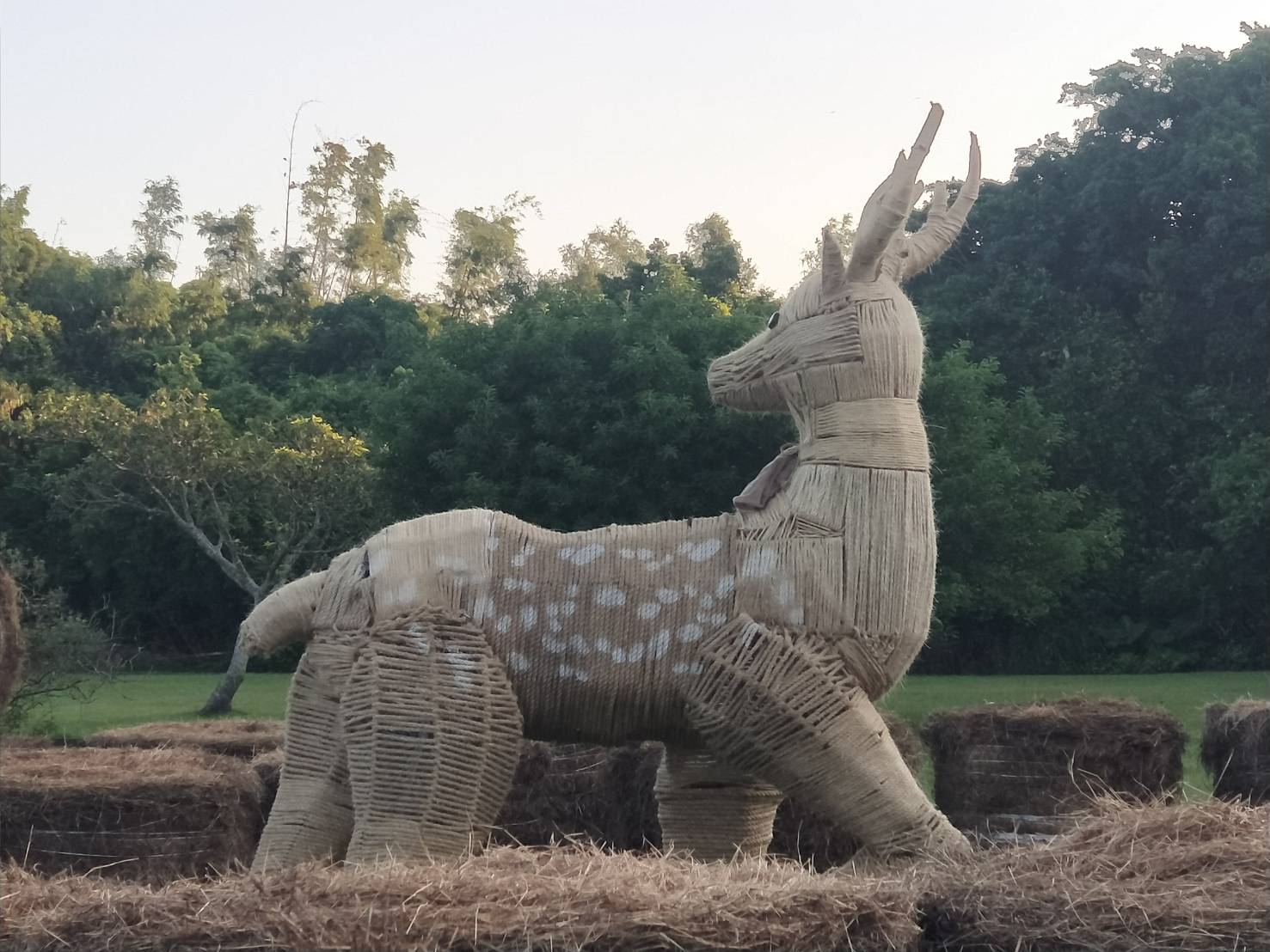 「風迴鹿轉」-臺灣梅花鹿(墾丁國家公園管理處提供)
