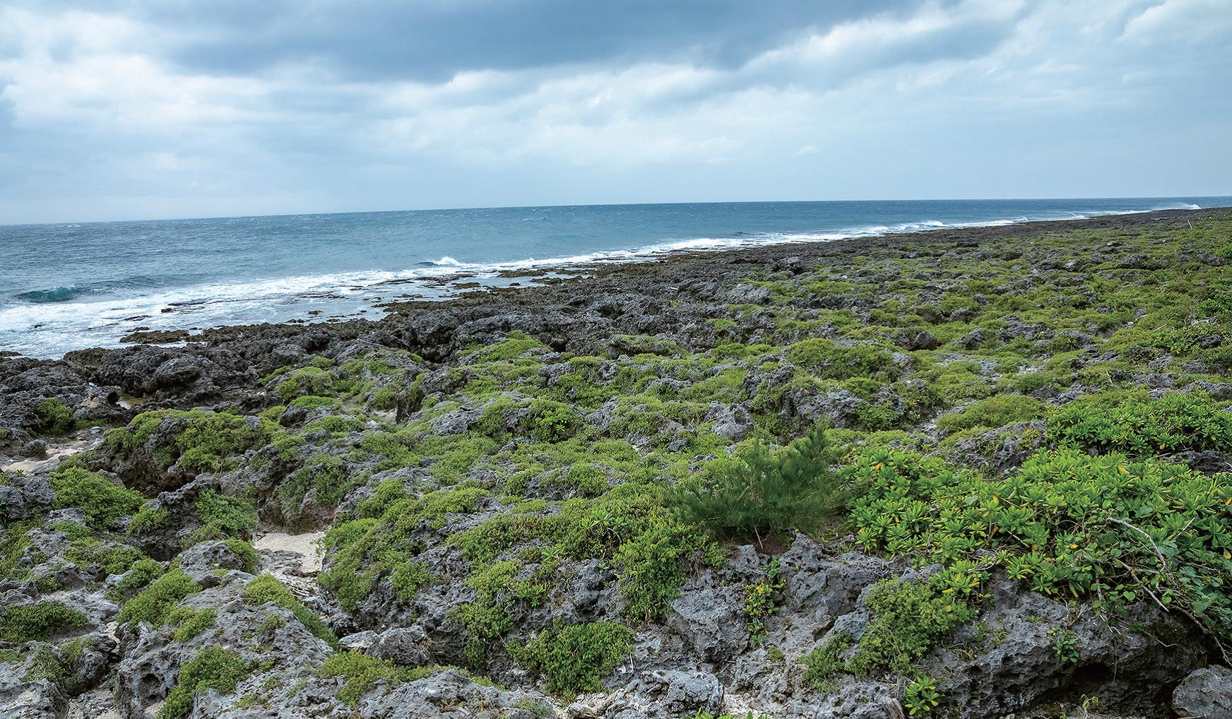 珊瑚礁海岸的侵蝕地形造就奇特的自然景觀(圖片摘錄「自由自遊」)