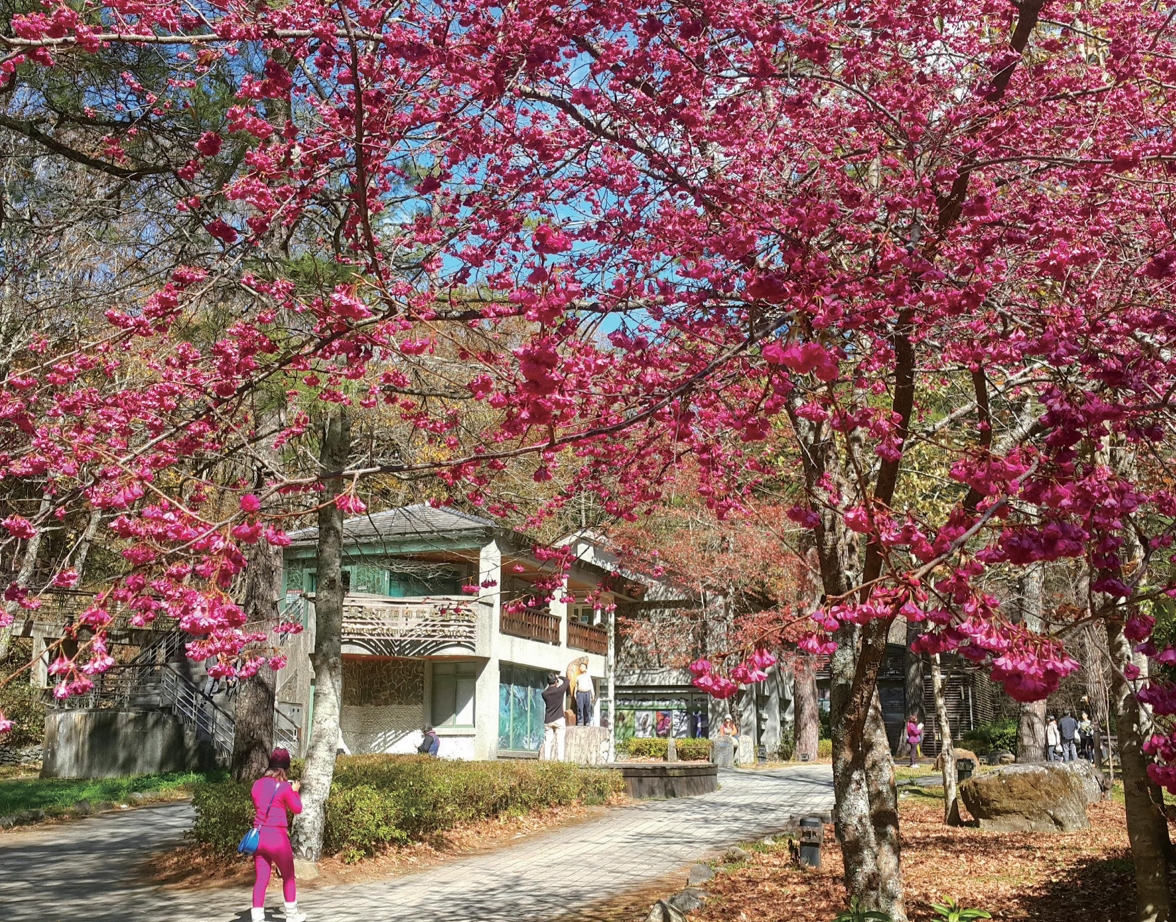 臺灣櫻花鉤吻鮭生態中心可近距離觀察國寶魚(圖片摘錄「自由自遊」)