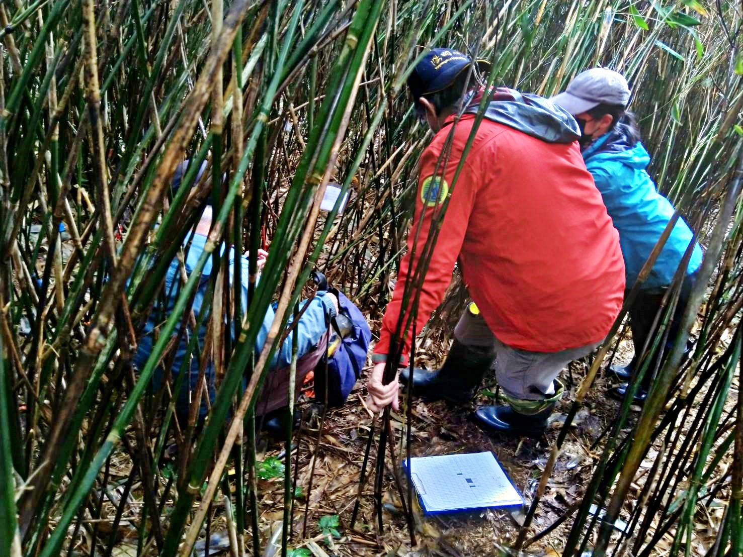 研究團隊進行包籜矢竹監測調查(陽明山國家公園管理處提供)
