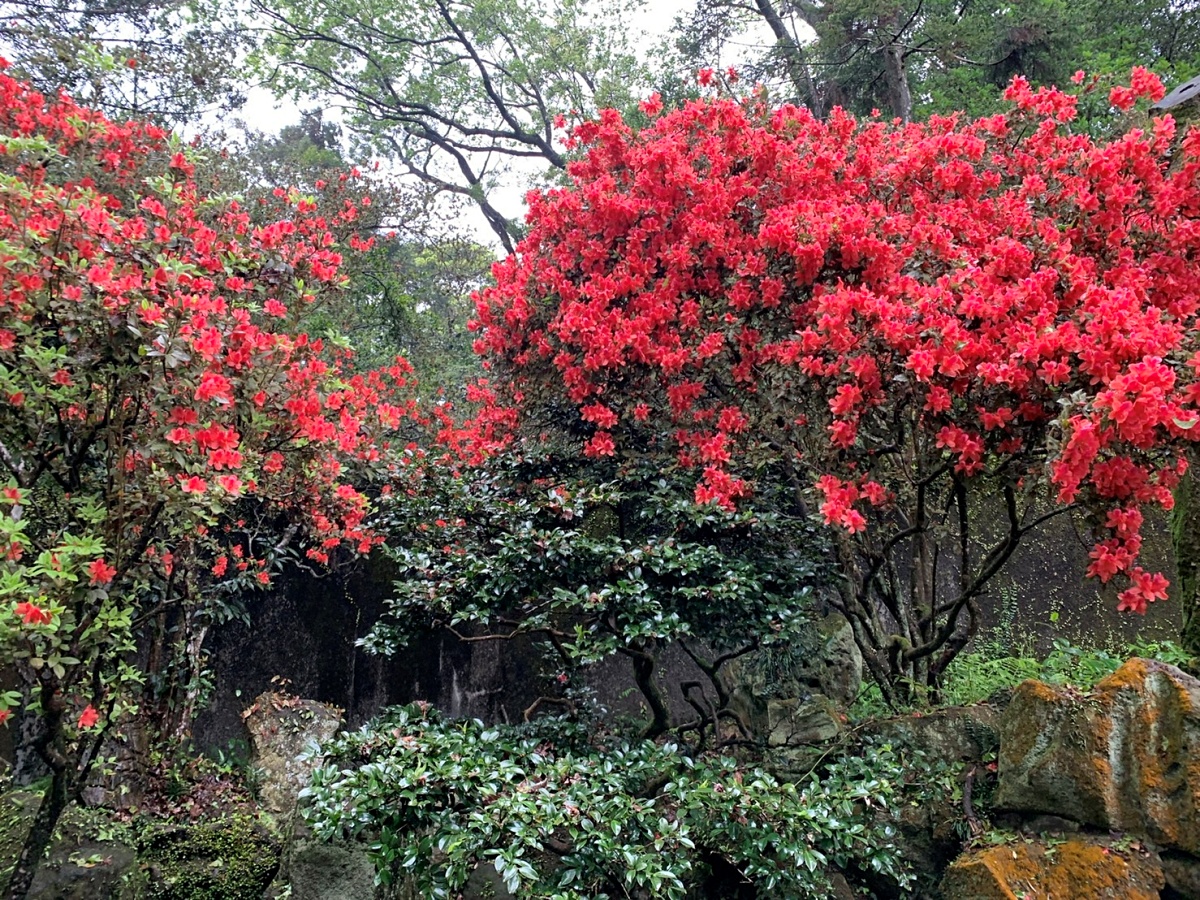 陽明書屋內盛開的金毛杜鵑（賞花期：3月中至4月底）(陽明山國家公園管理處提供)
