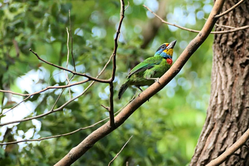 無論是春天候鳥北返、秋天來臺度冬，在高雄都會公園四季均可觀賞不同的鳥類生態。本圖為五色鳥(國家自然公園管理處提供)
