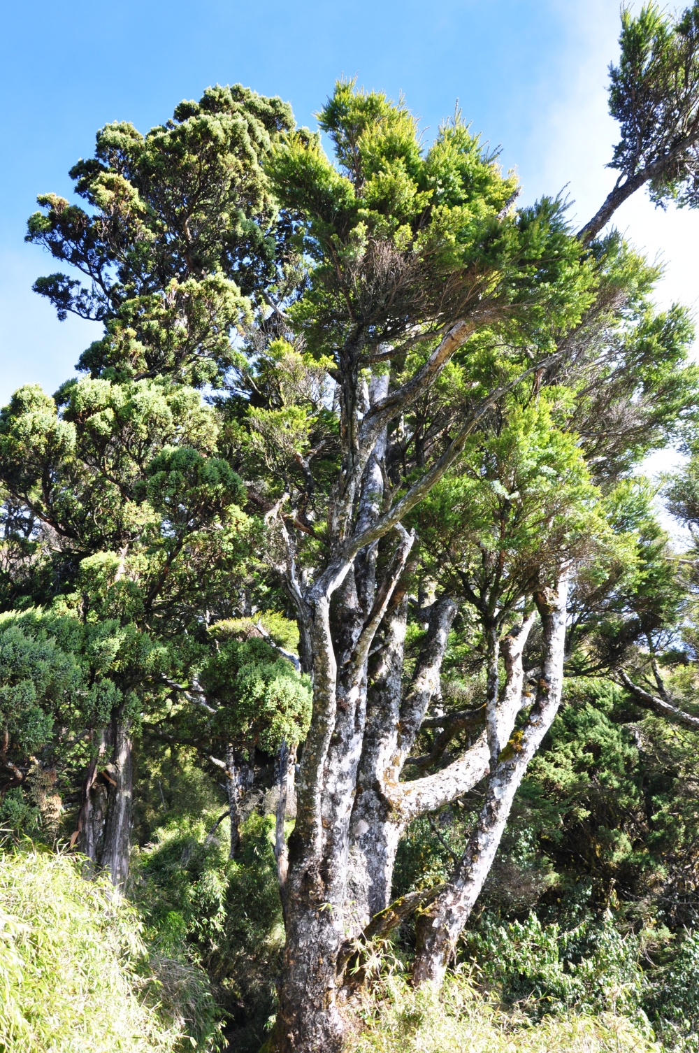 關山嶺山步道可欣賞原始林木的樣貌(玉山國家公園管理處提供)
