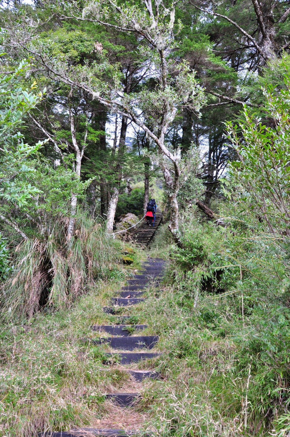 庫哈諾辛山步道自登山口前進600公尺皆是階梯(玉山國家公園管理處提供)
