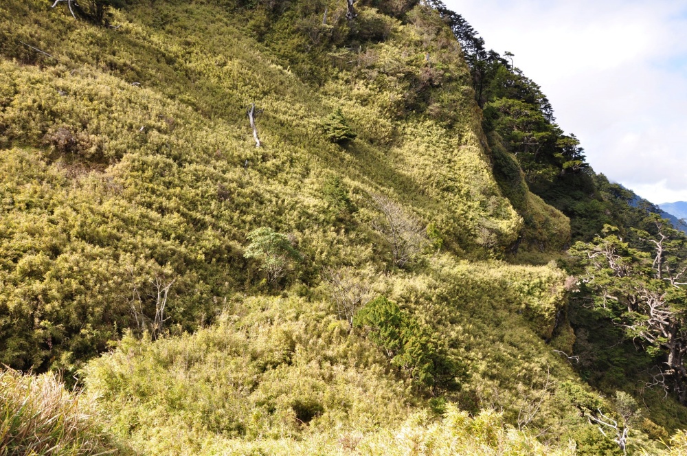 關山嶺山步道旁的關山越嶺道遺跡(玉山國家公園管理處提供)
