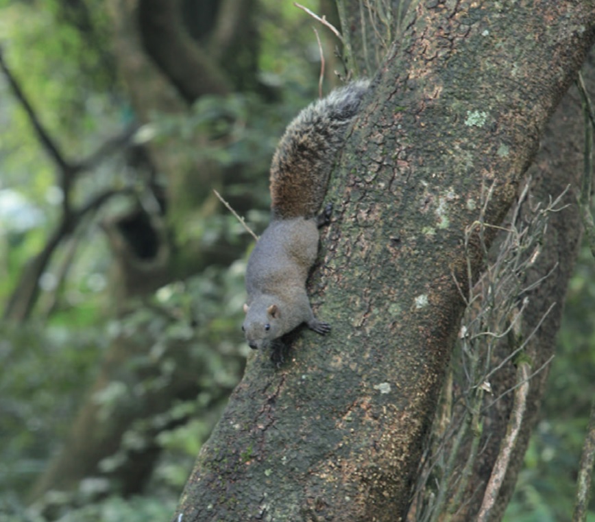 二子坪道周遭擁有豐富植林生態，吸引許多可愛動物棲息
(圖片摘錄「自由自遊」)
