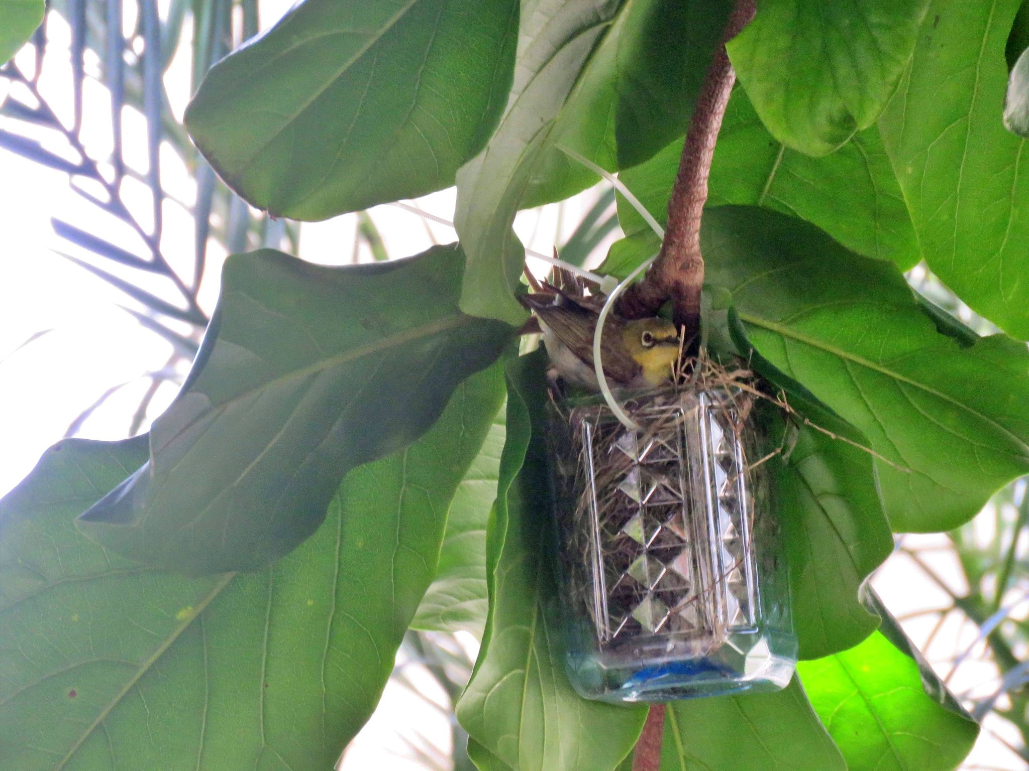 15分鐘後親鳥返回巢穴(金門國家公園管理處提供)