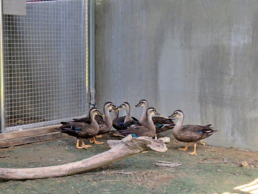 照養3個月後成長茁壯的花嘴鴨(金門國家公園管理處提供)