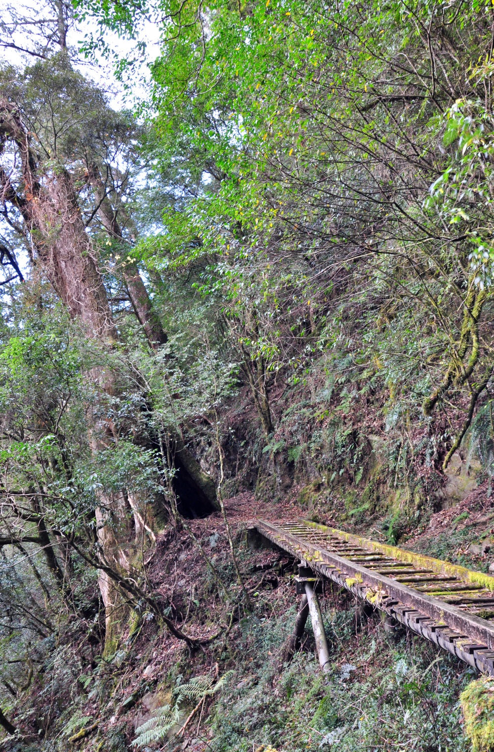 中之關步道沿途有巨大紅檜，生態種類相當豐富(玉山國家公園管理處提供)